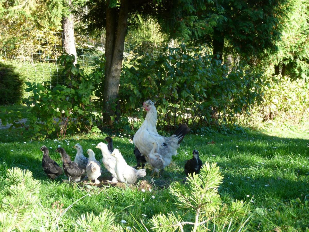 Agroturystyka U Psotki Kuzmina Exterior foto